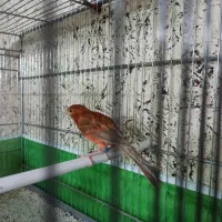 قناری سوخته ترکی|پرنده|شاهینشهر, طالقانی|دیوار