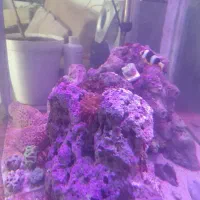 اکواریوم ابشورکامل|ماهی|کرمانشاه, |دیوار