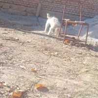 سگ پاکوتاه|سگ|فارسان, |دیوار