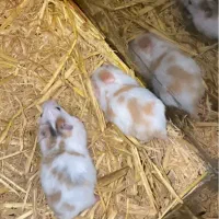 همستر خوشگل|موش و خرگوش|کرج, کمال‌شهر|دیوار