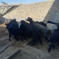 میش بره دار