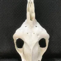 جمجمه شبی به یوفو