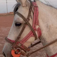 اسب مادیون یورقه