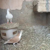 کفتر ساده و چپ|پرنده|سبزوار, کهنه آب|دیوار