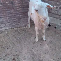 بزغاله نره یکساله سانن