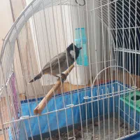 پرنده خوش صدا|پرنده|نیریز, |دیوار