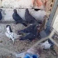 فروش ۱۲تا کبوتر رنگی پرشی