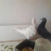 کبوتر