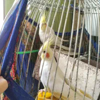 یک جفت عروس هلندی سخنگو با تخم و قفس بزرگ|پرنده|مشهد, انقلاب|دیوار