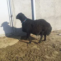 قوچ قره قزل سن ۳۶ ماهه|حیوانات مزرعه|مهربان, |دیوار