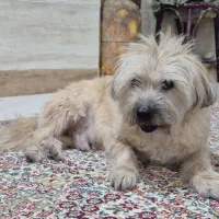 سگ تریر شیتزو