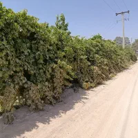 فروش باغ بر خیابان|فروش زمین و ملک کلنگی|اصفهان, محمودآباد|دیوار
