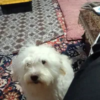 سگ گمشده|حیوانات|خلخال, |دیوار