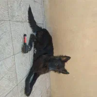 سگ ژرمن بلک نر|سگ|کرمان, |دیوار