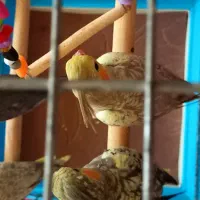عروس هلندی