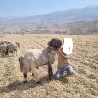 کوه قوچ