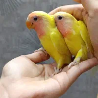 طوطی کوتوله برزیلی دستی جوجه بالغ|پرنده|بجنورد, |دیوار