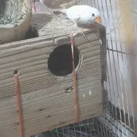 فنج|پرنده|قلعه قاضی, |دیوار