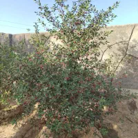 فروش باغ 842 متری کلاکوب مجتمع باغستان گوهر هشتم|فروش خانه و ویلا|مشهد, کلاکوب|دیوار