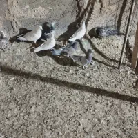 کبوتر|پرنده|قم, ولیعصر|دیوار