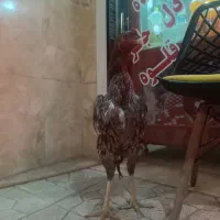 لاری|حیوانات مزرعه|مشگین شهر, |دیوار