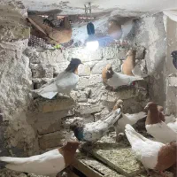 حدود ۱۵عدد کله ای درجه 1و پرشتی