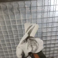 کبوتر یکت کاکلی نر|پرنده|ماهدشت, |دیوار