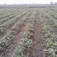 نهال توت فرنگی کاماروس و سابرینا