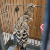 جوجه سهره قناری