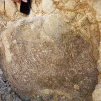 فسیل آمتیس۵۵میلیون ساله