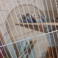 طوطی برزیلی رنگ خواص|پرنده|رشت, بازار|دیوار