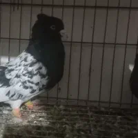 جفت کله ایی