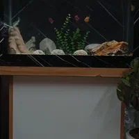 اکواریم|ماهی|اصفهان, فیض|دیوار
