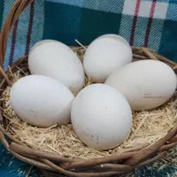تخم غاز