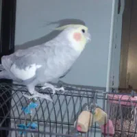 عروس هلندی نر