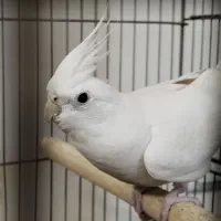 عروس هلندی آلبینو و لوتینو