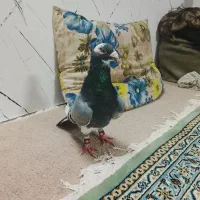 قره سبز نر ده به ده قلدر