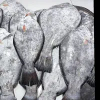 ماهی درجه یک|ماهی|خرمشهر, |دیوار