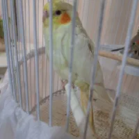 جوجه عروس هلندی ۳ ماهه دستی