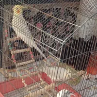 عروس هلندی