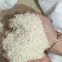 برنج هاشمی امساله