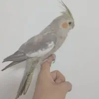 فروش 4عدد عروس هلندی|پرنده|سرپل ذهاب, |دیوار