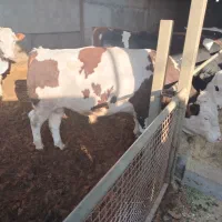 گوساله سیمینتال پروار|حیوانات مزرعه|نجفآباد, حومه نجف آباد|دیوار