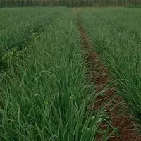 سبزی خورشتی تازه تمیز|خوردنی و آشامیدنی|شوش, |دیوار