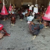 فروش نیمچه خروس|حیوانات مزرعه|مشگین شهر, |دیوار