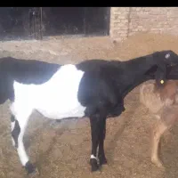 قوچ اصل چینی