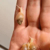 حلزون آچاتینا،خاک،خاویار،کلاژن،کرم حلزون