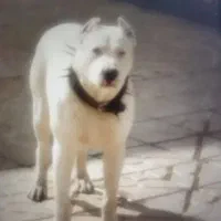 واگذاری داگو خالص