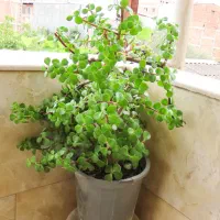 گیاه کراسولا خرفه ای