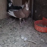 کفتر جفت پلنگ کلایی